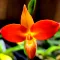Bloom Your Orchids icon