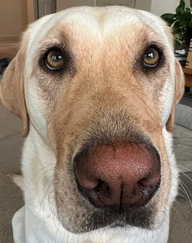 Sun Valley Bugle icon