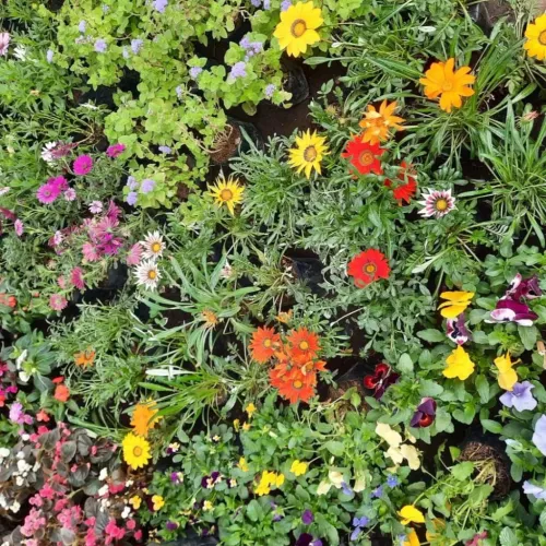 Critical Mystics icon