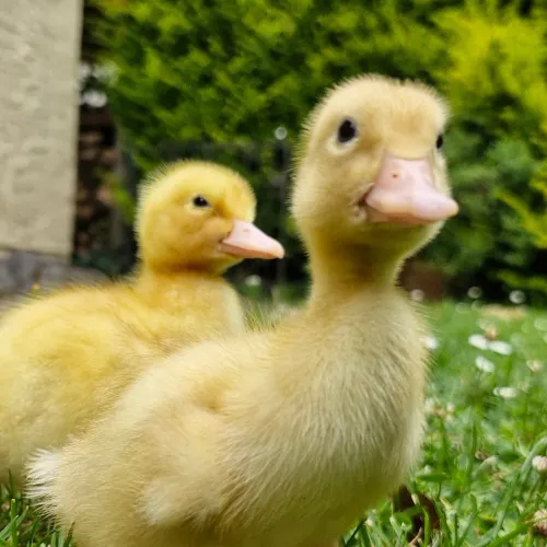 Die Enten-Chroniken icon