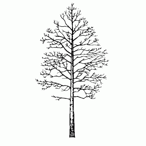 Trembling Aspen icon
