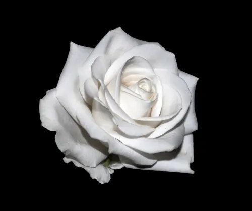 Christopher J. Rose icon