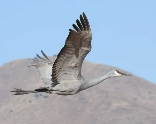 Get Involved Zuni icon