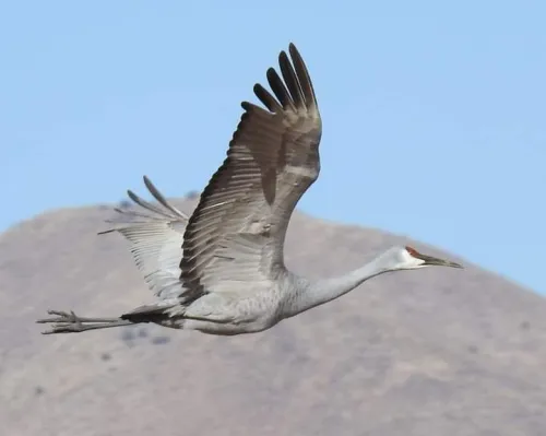 Get Involved Zuni icon