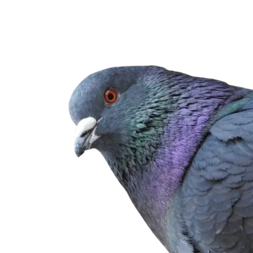 Don't Stop Talking icon