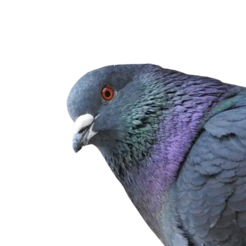 Don't Stop Talking icon