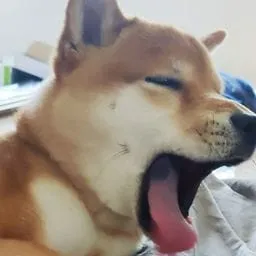 The Doge Protectorate icon