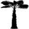 Palmetto Data Mine icon