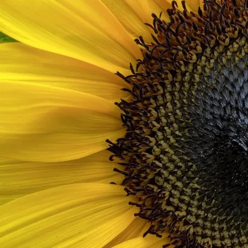 Steve Calcavecchia icon