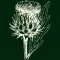 The Thistle icon
