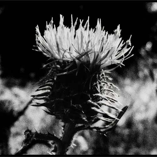 The Thistle icon