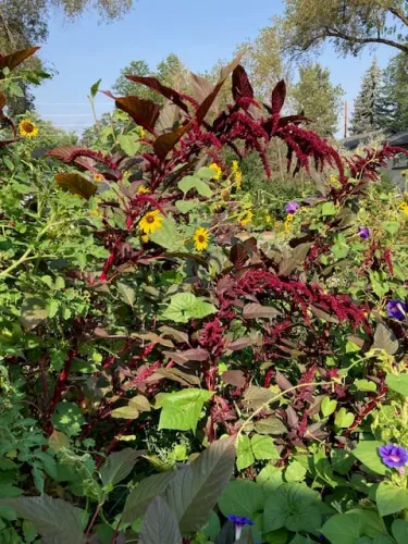 The Politics of Food icon