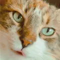 Too Much To Do icon