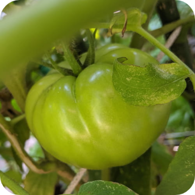 11th Street Community Garden icon