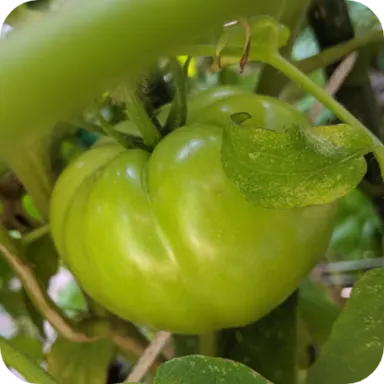 11th Street Community Garden icon