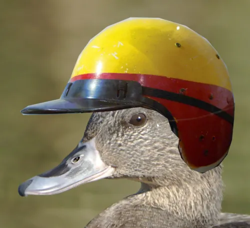 Duck Racing icon