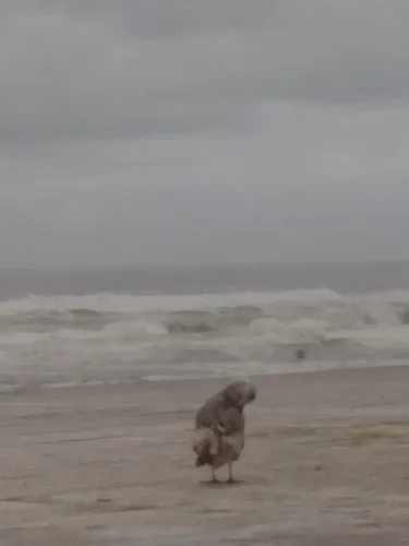 The heart and the world icon