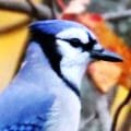 Words and Birds icon