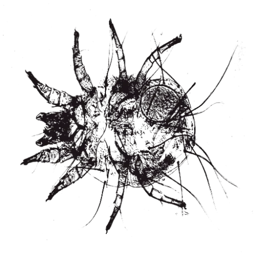 larvae icon
