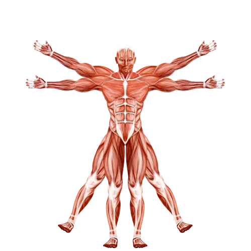 Dr. Muscle University: Free Articles & Updates icon