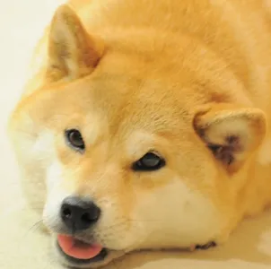 things i think about while powerwashing icon