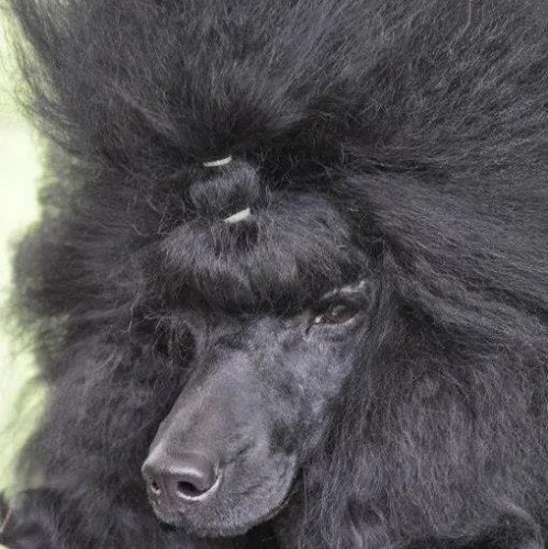 Inchcolm Poodles NZ icon