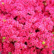 Anindita Basu Sempere icon