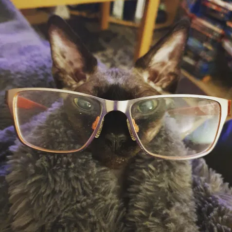 Lil' Lost Kitten Creative icon