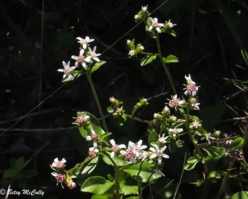 Wildflower Project icon