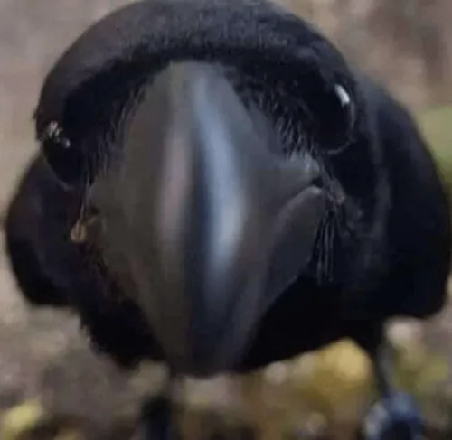 Jasmine Bird icon