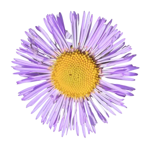 Aster app icon