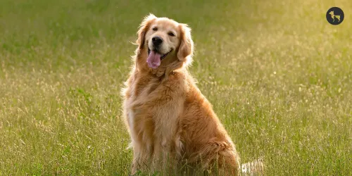 Princi's Test Website icon