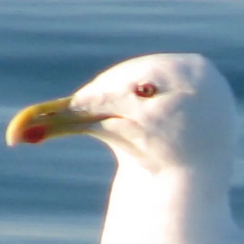 Default Media Transmitter icon