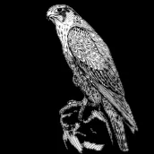 Royal Falcon Publisher icon