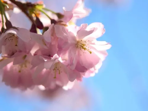 Tristan Clément icon
