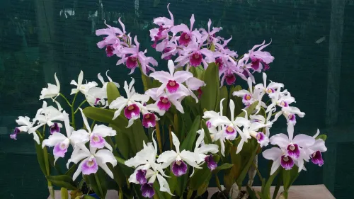 Summer Orchid Festival icon