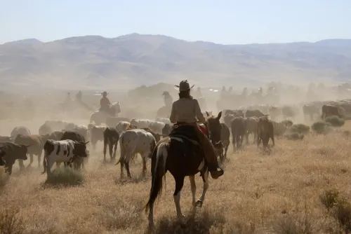 Cowboy Hat Chronicles icon