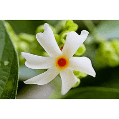 Sewali's Corner icon