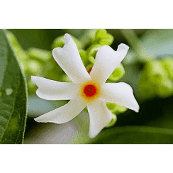 Sewali's Corner icon