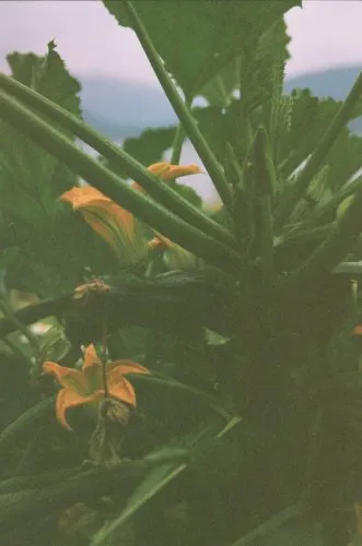 p o e t r y   s t u d i o icon