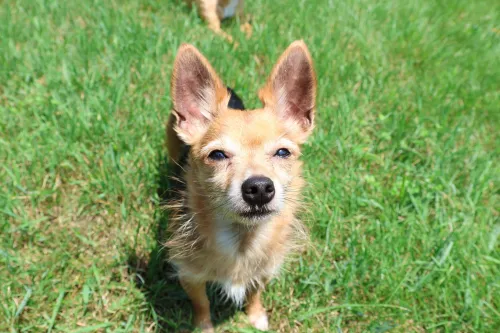 Wendy's Wilds & Wags icon