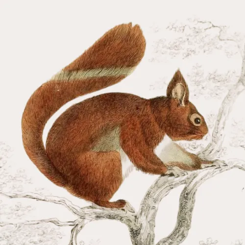 Casimiro icon