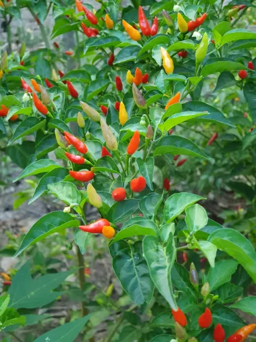 SpiceBush icon