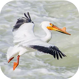 EcoFriendly West icon