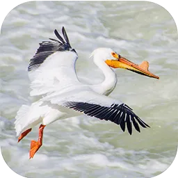 EcoFriendly West icon