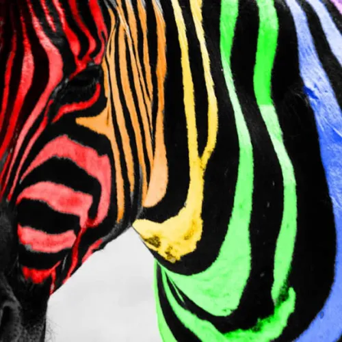 zenkat's musings icon