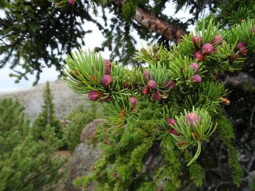 Colorado Wildlife icon