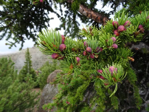 Colorado Wildlife icon