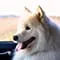 Jamie Samoyed's Pack icon