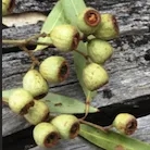 thisnannuplife.net icon